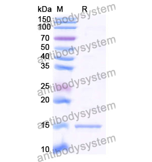 Anti-Human GPR183 Nanobody (SAA0953)
