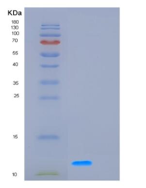 Recombinant Human GCHFR Protein