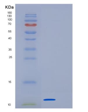 Recombinant Human GDF-10 Protein