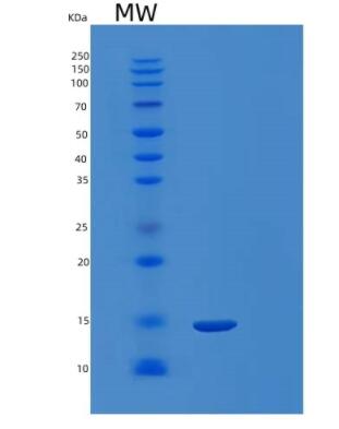 Recombinant Human GDF11 Protein