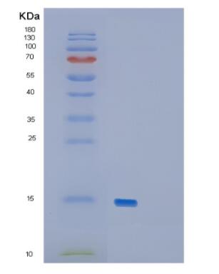 Recombinant Mouse GDF15 Protein
