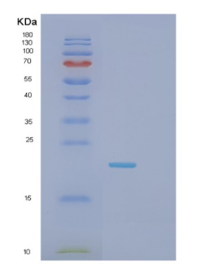 Recombinant Mouse Glo1 Protein