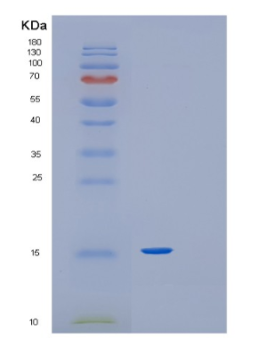 Recombinant Human Glutaredoxin-1 Protein