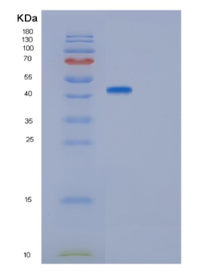 Recombinant Human GNAI2 Protein