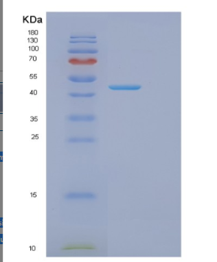 Recombinant Mouse Got1 Protein