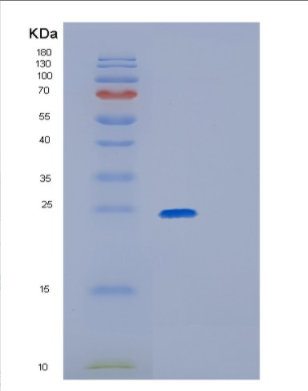 Recombinant Human GPX2(U40C) Protein