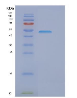 Recombinant E.coli GOR Protein