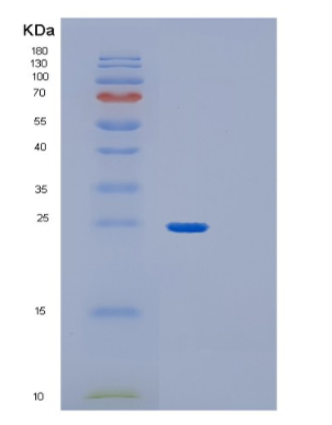 Recombinant Human GPX1 (U49C) Protein