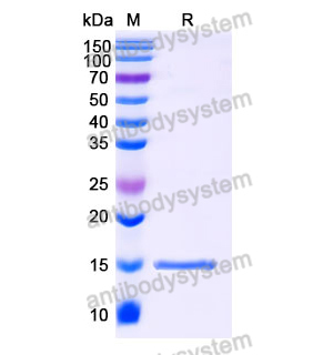 Anti-SARS-CoV-2 S Protein Nanobody (SAA1028)
