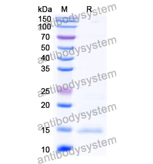 Anti-Human DKK1 Nanobody (SAA1268)
