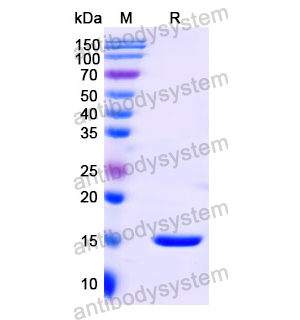 Anti-Human ADRB2 Nanobody (SAA1015)