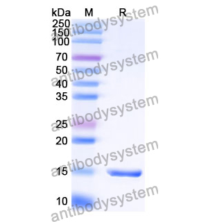 Anti-Human CD274/PD-L1/B7-H1 Nanobody (SAA0904)