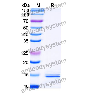 Anti-SARS-CoV-2 S Protein Nanobody (SAA1123)