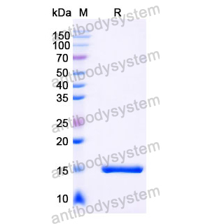 Anti-Human ADRB2 Nanobody (SAA1252)