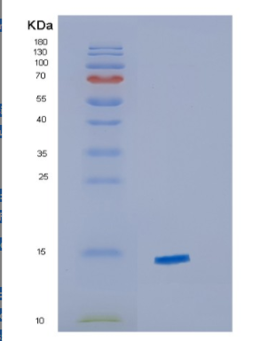 Recombinant Human CXCL9 Protein