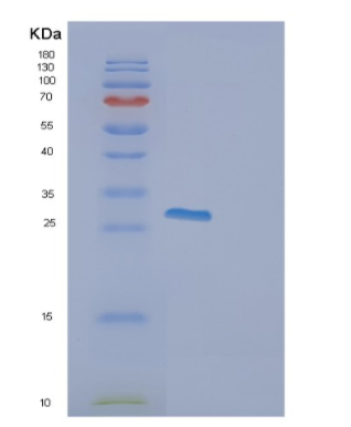 Recombinant Human FADD Protein