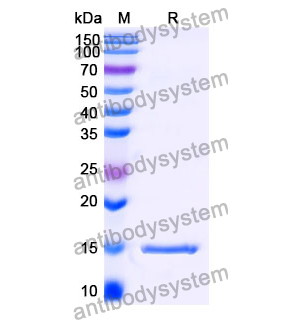 Anti-Human C3 Nanobody (SAA0973)