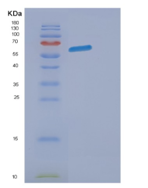 Recombinant Mouse Eogt Protein