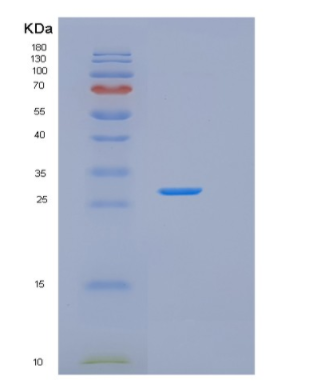 Recombinant Mouse Gsta1 Protein