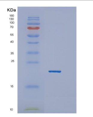 Recombinant Human GTSF1 Protein