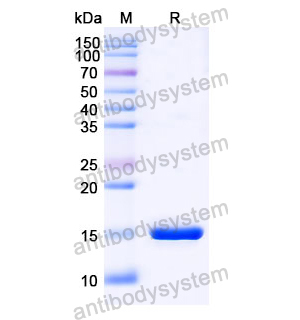 Anti-SARS-CoV-2 S Protein Nanobody (SAA1075)