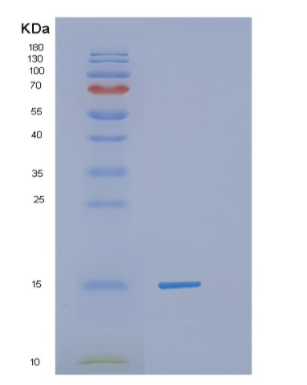 Recombinant Human H2AFZ Protein