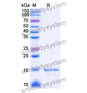 Anti-Human CD38/ADPRC 1 Nanobody (SAA1116)
