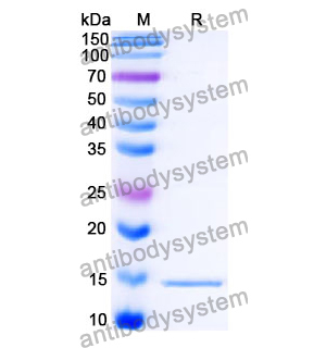 Anti-SARS-CoV-2 S Protein Nanobody (SAA1147)