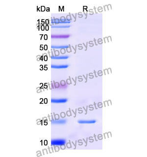 Anti-Human CFTR Nanobody (SAA0794)