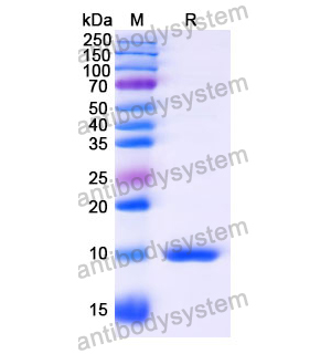 Anti-Human ADAMTS5 Nanobody (SAA1219)