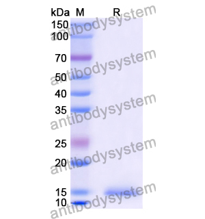 Anti-Chick LYZ/Lysozyme C Nanobody (SAA0900)
