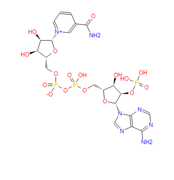 烟酰胺腺嘌呤双核苷酸磷酸盐；辅酶Ⅱ；β-烟酰胺腺嘌呤二核苷酸磷酸 53-59-8