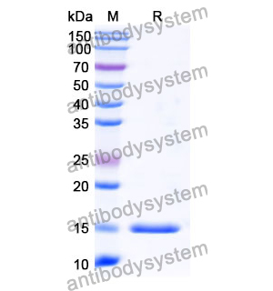 Anti-Human CRP Nanobody (SAA1358)