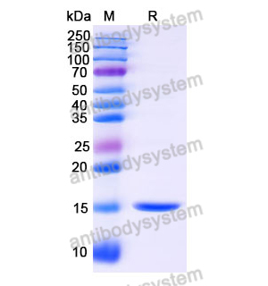 Anti-Human ANGPT4 Nanobody (SAA1257)