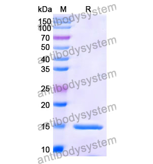 Anti-Human APP Nanobody (SAA1209)