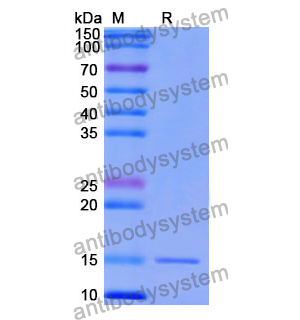 Anti-Human PTH1R Nanobody (SAA1275)