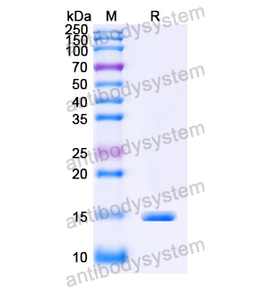 Anti-Human CPB2 Nanobody (SAA1017)