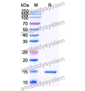 Anti-Human PTH1R Nanobody (SAA0797)