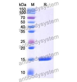 Anti-Human VEGFA Nanobody (SAA0902)