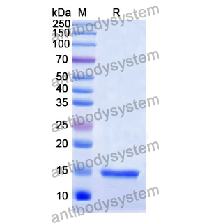 Anti-Human CD9 Nanobody (SAA0917)