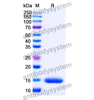 Anti-Human RECQL5 Nanobody (SAA1132)