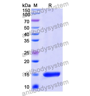 Anti-Human SLC5A1 Nanobody (SAA0963)