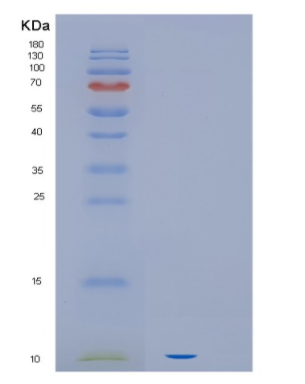 Recombinant Human HIF1a Protein