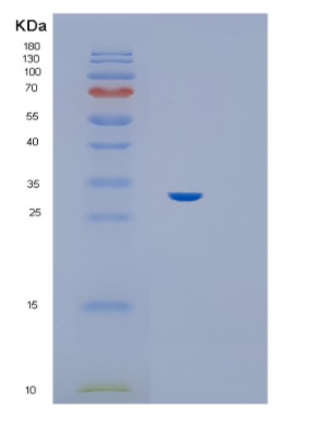 Recombinant E.coli Hif-1a (530-826 aa) Human Protein