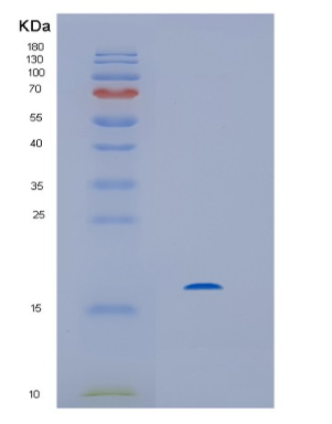 Recombinant Human HINT2 Protein