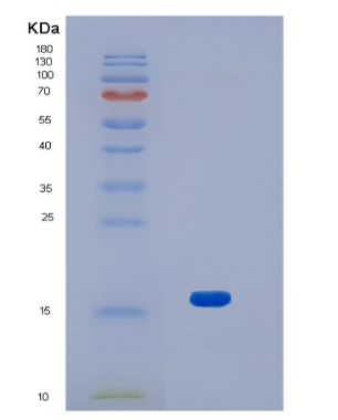Recombinant Human HN1 Protein