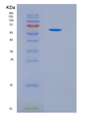 Recombinant Human HPSE Protein