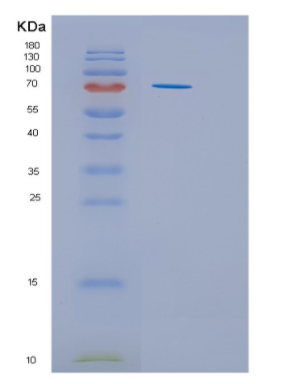 Recombinant Human HSC70 Protein