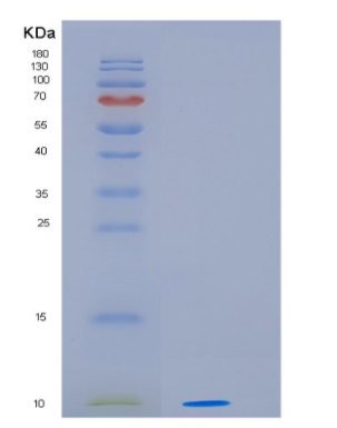 Recombinant Human HSP10 Protein