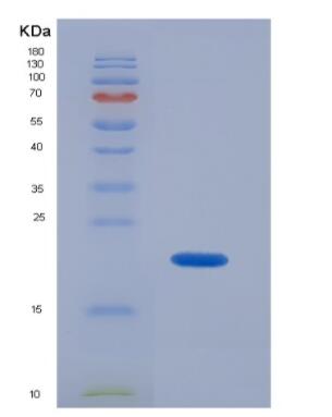 Recombinant Mouse Interleukin-10/IL-10 Protein